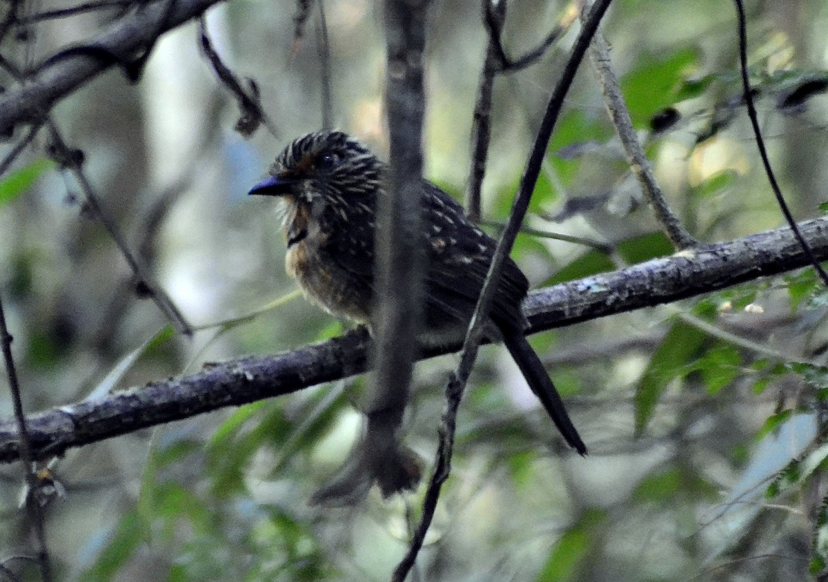 Crescent-chested Puffbird (Greater) - ML619552248