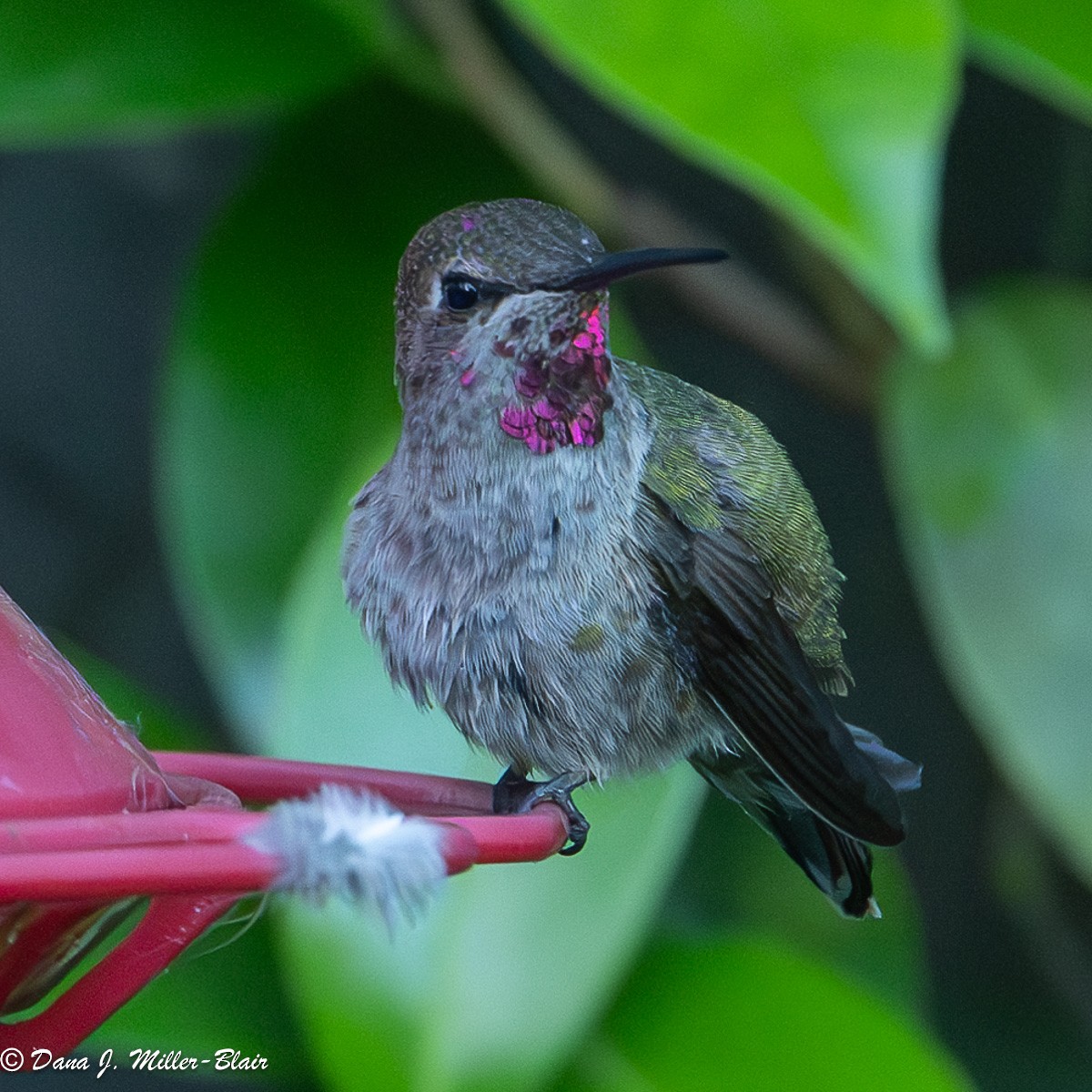 Anna's Hummingbird - ML619552253