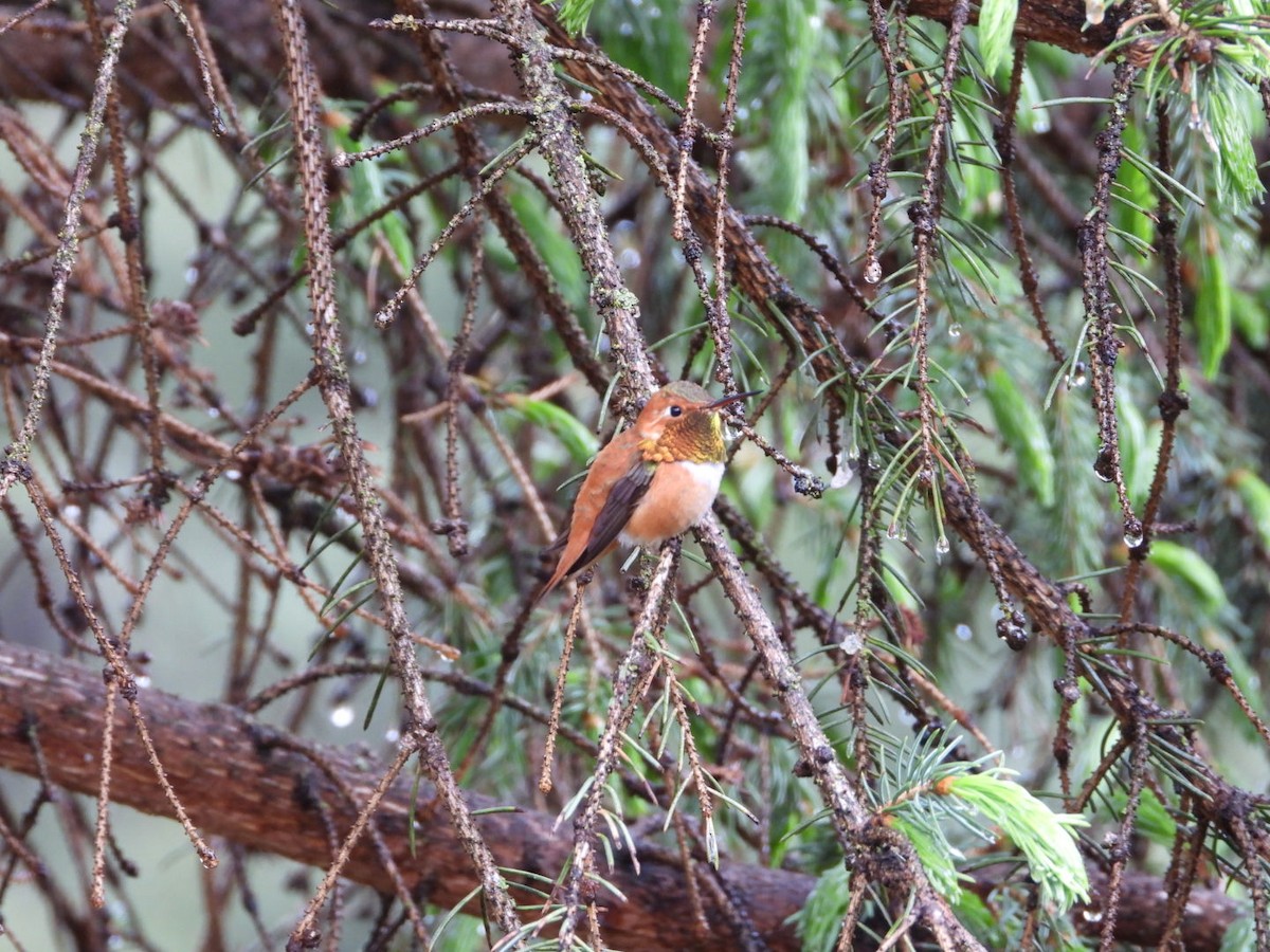 Rufous Hummingbird - ML619552292