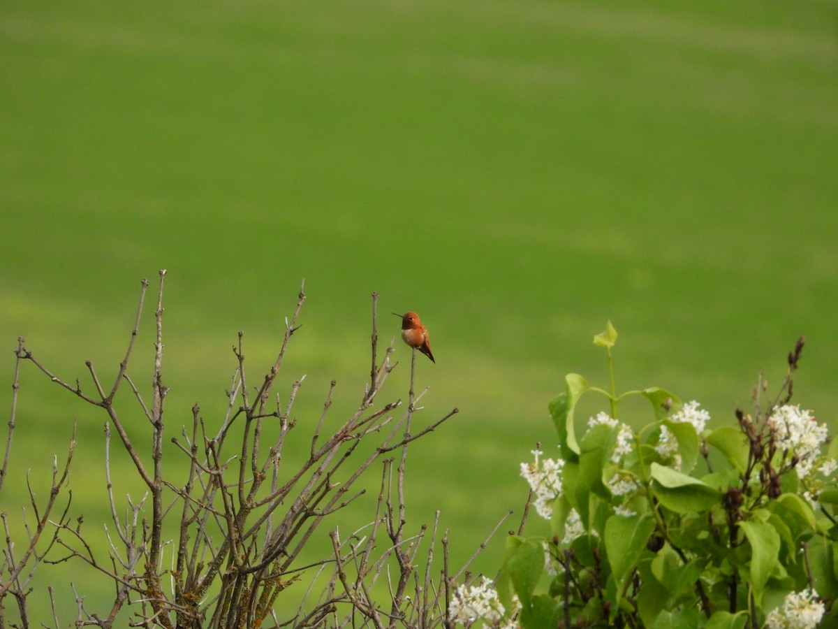 Rufous Hummingbird - ML619552293