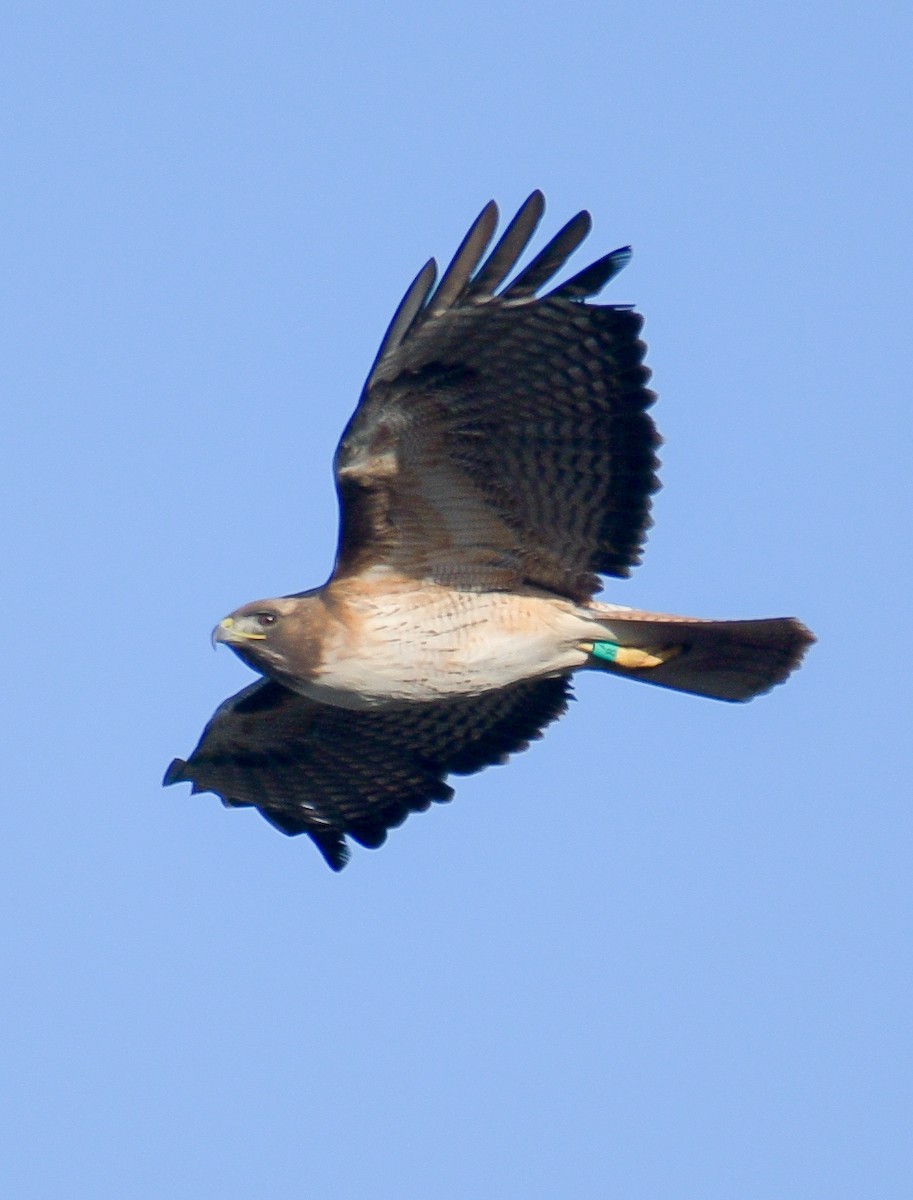 Red-tailed Hawk - ML619552354