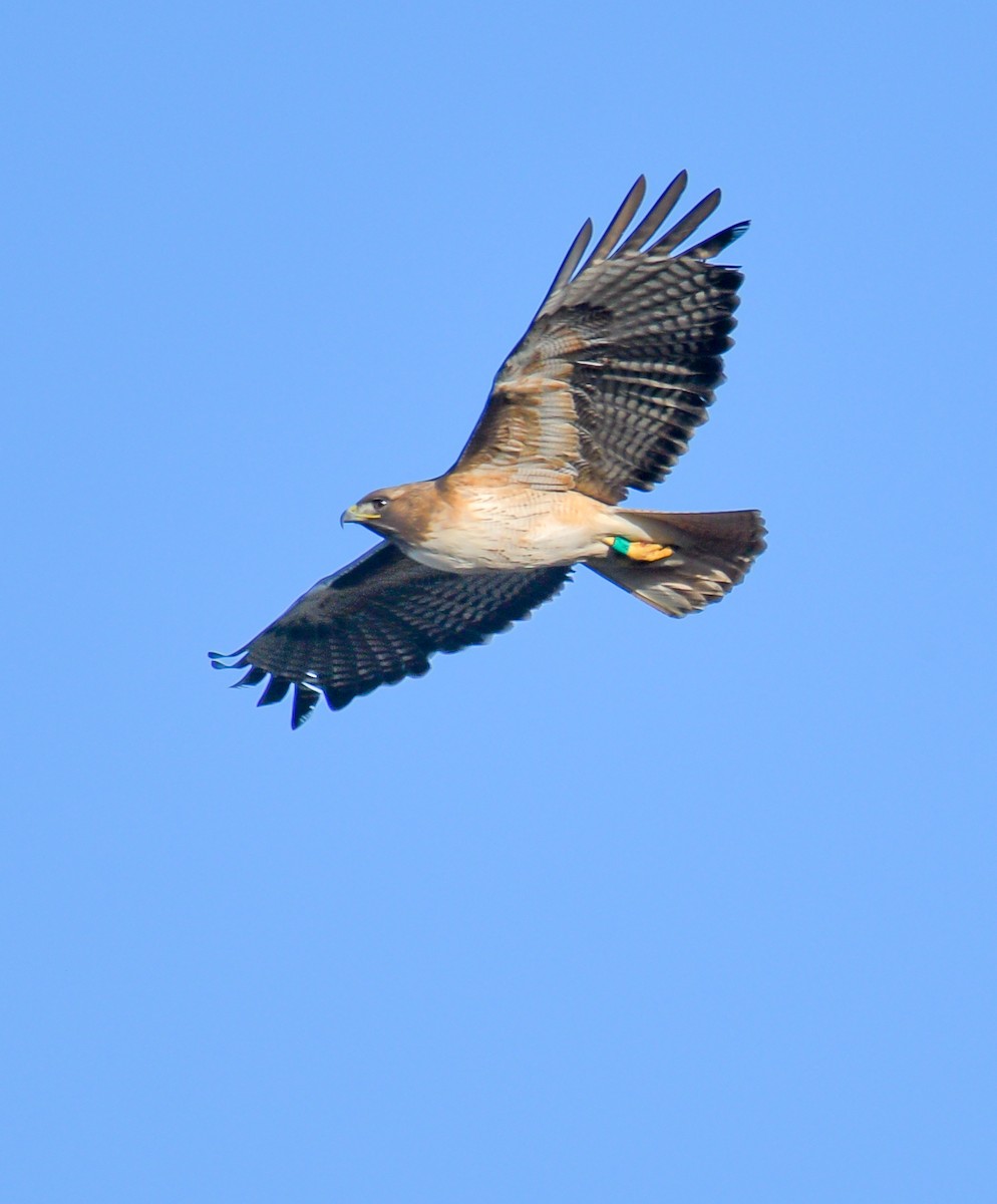 Red-tailed Hawk - ML619552355