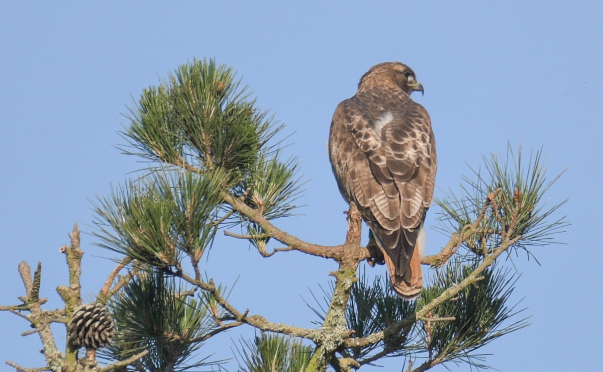 Red-tailed Hawk - ML619552356