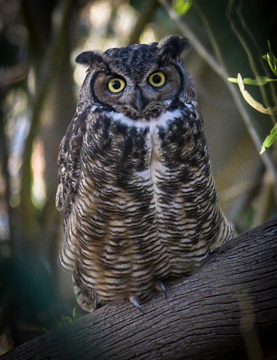Great Horned Owl - ML619552361