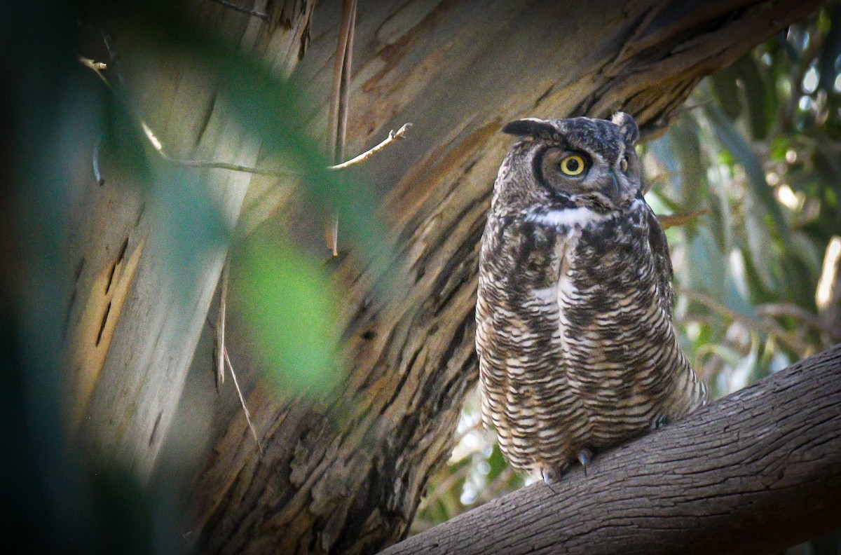 Great Horned Owl - ML619552362