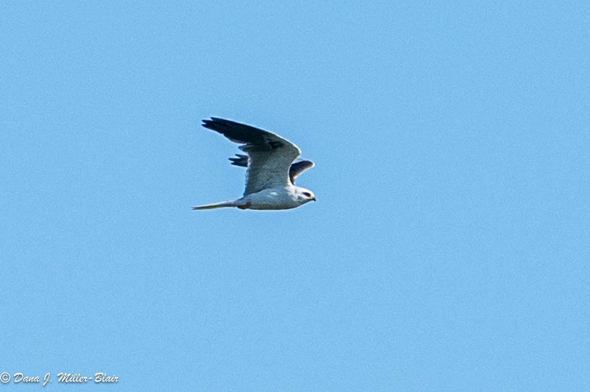 White-tailed Kite - ML619552363