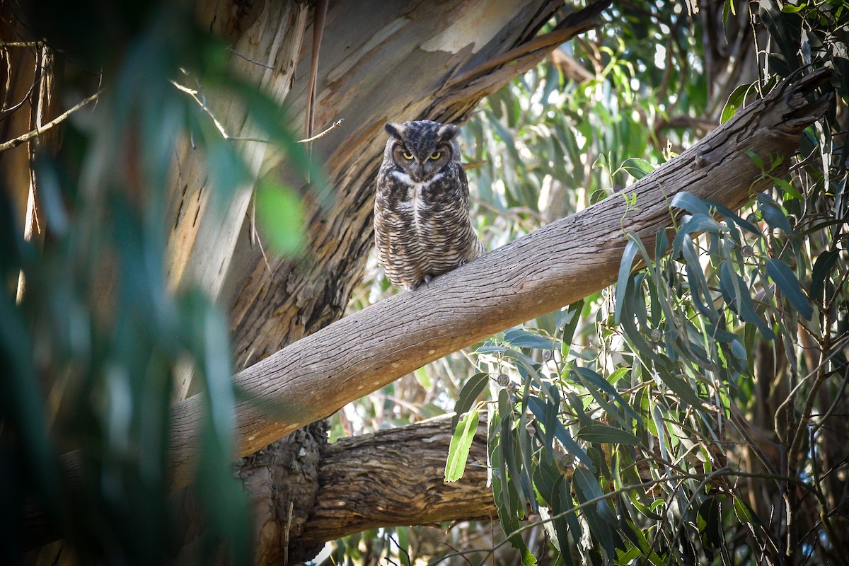 Great Horned Owl - ML619552366