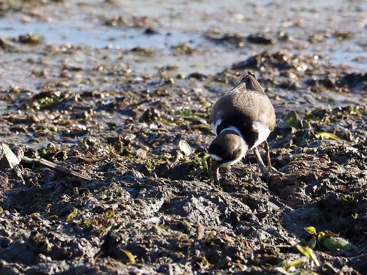 Semipalmated Plover - ML619552395