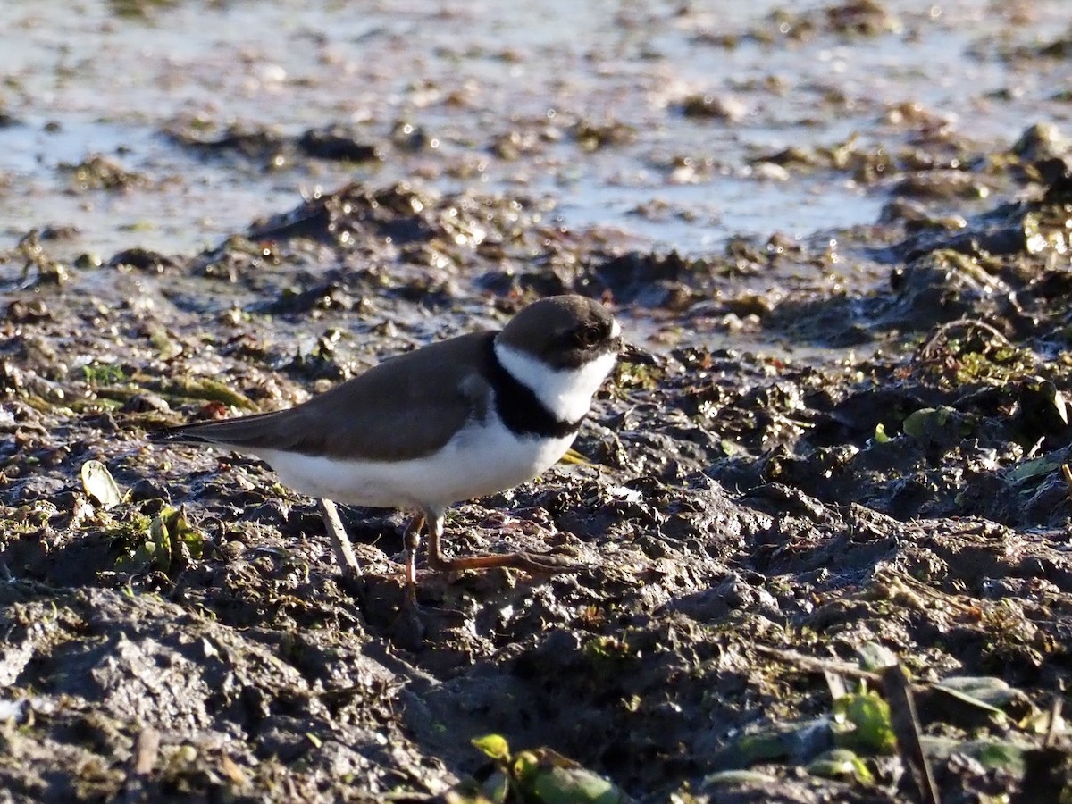 Semipalmated Plover - ML619552396