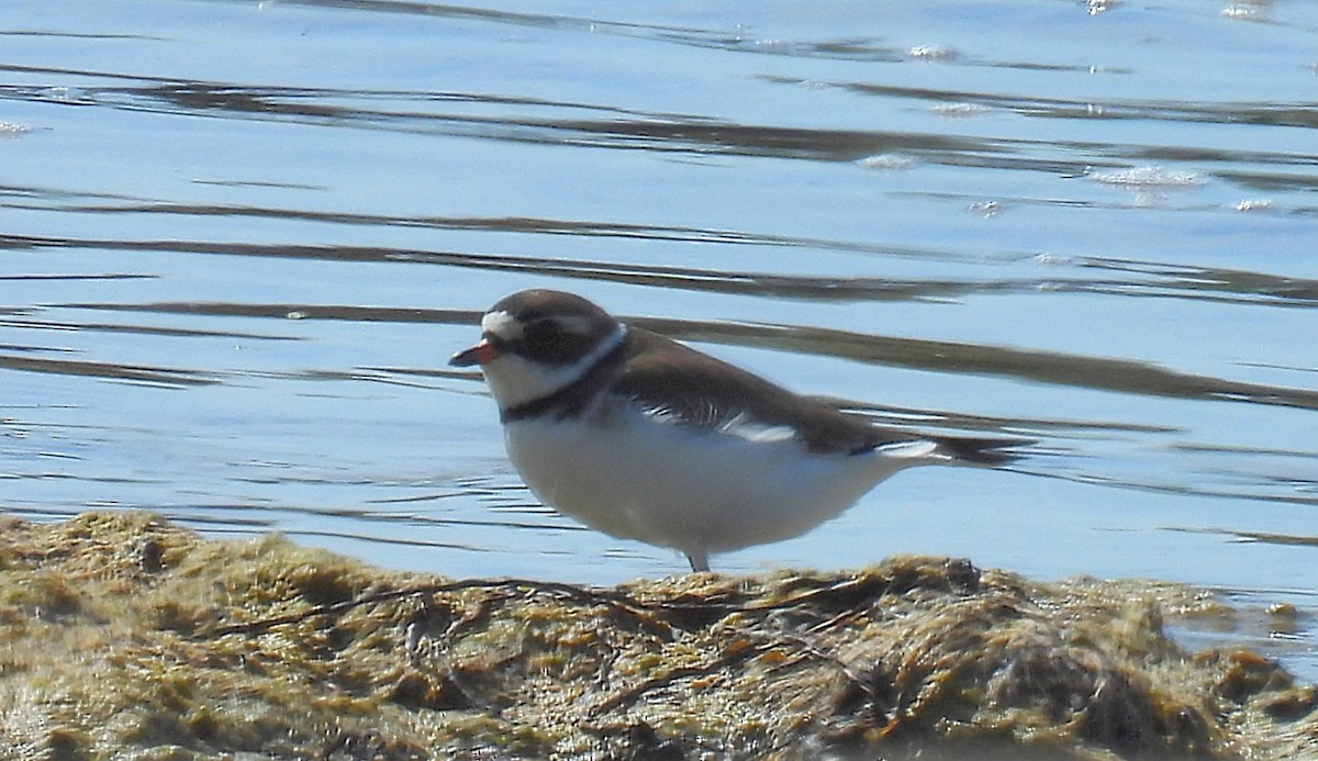 Semipalmated Plover - ML619552405