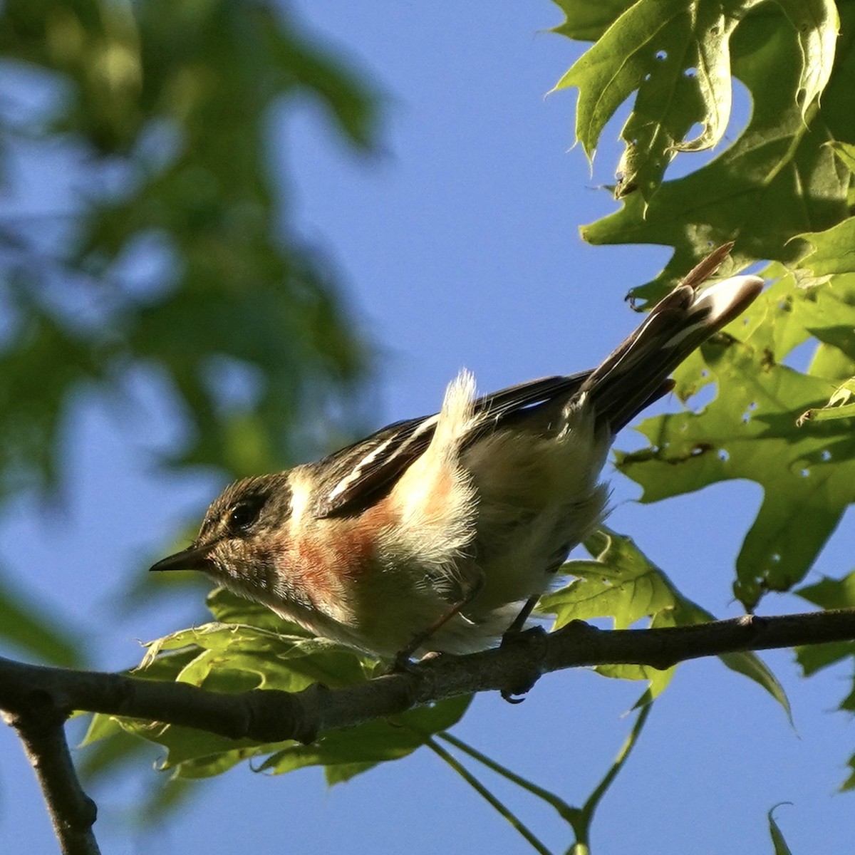 Bay-breasted Warbler - ML619552406