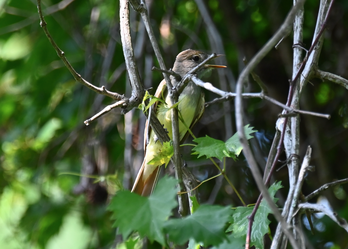 Great Crested Flycatcher - ML619552411