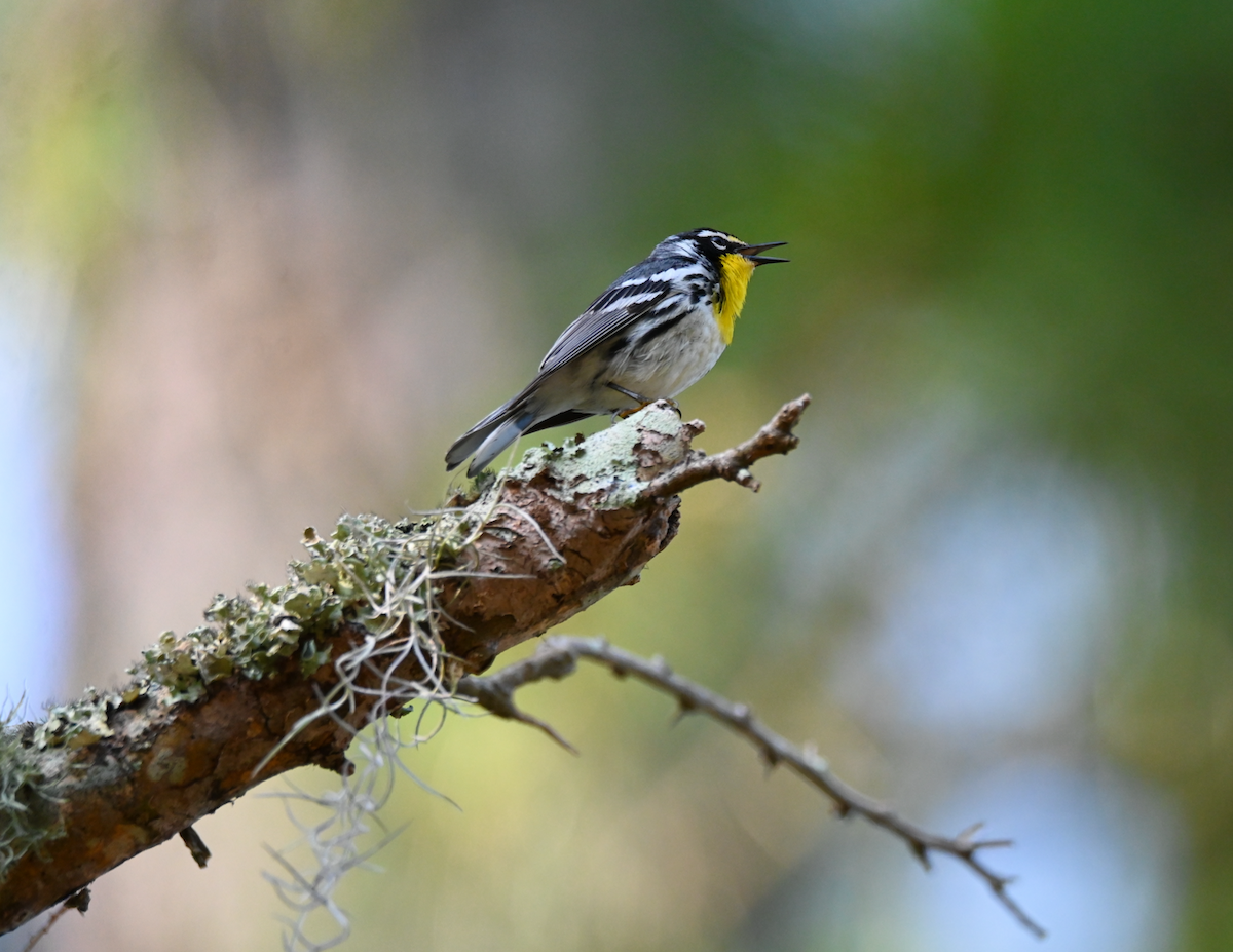 Yellow-throated Warbler - ML619552455