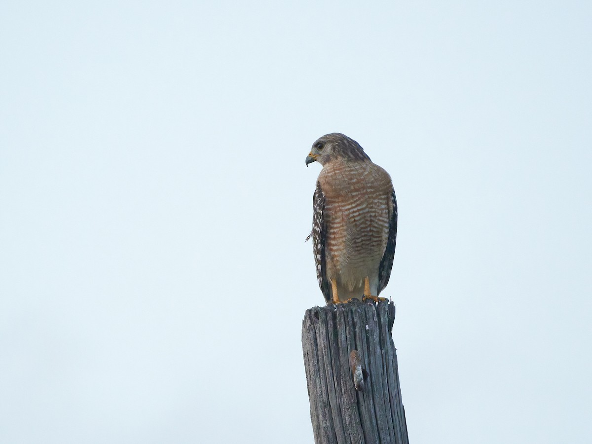 Red-shouldered Hawk (extimus) - ML619552459