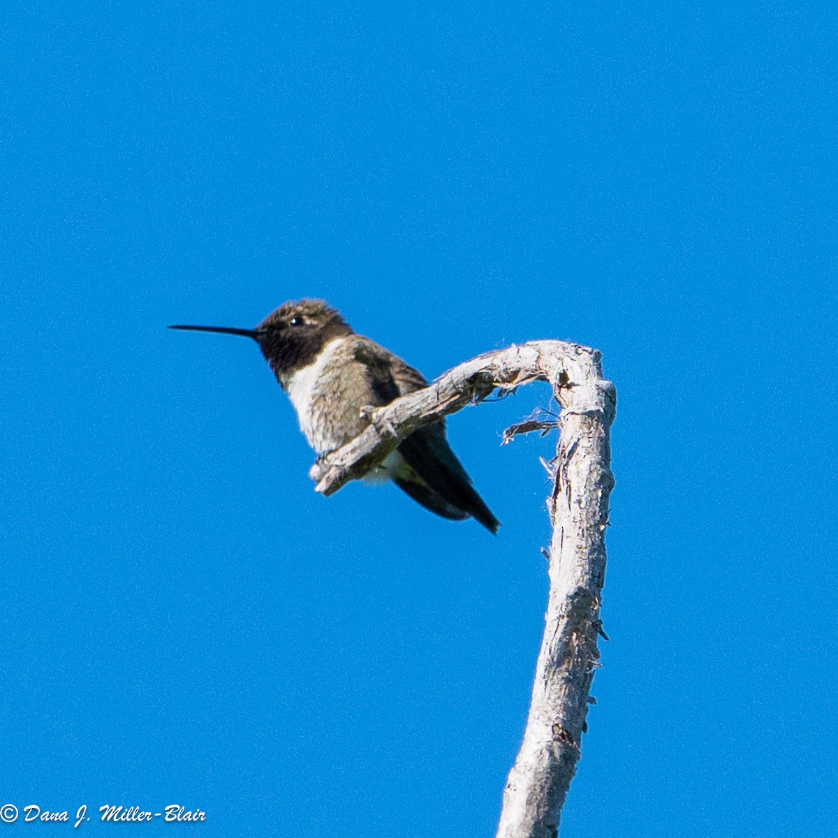 Black-chinned Hummingbird - ML619552461
