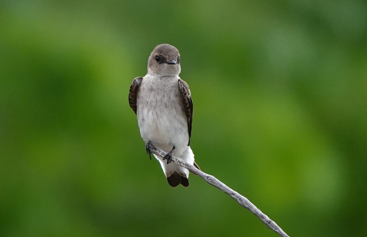 Northern Rough-winged Swallow - ML619552485