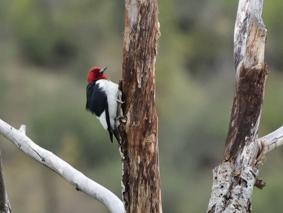 Red-headed Woodpecker - ML619552494