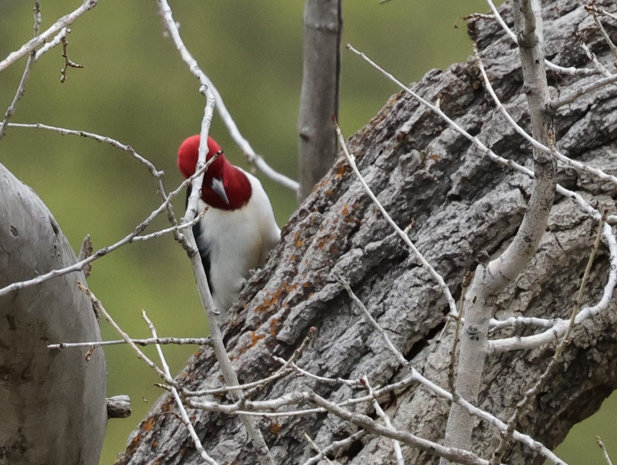 Red-headed Woodpecker - ML619552495