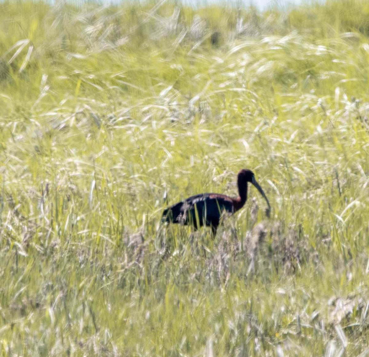 ibis hnědý - ML619552552