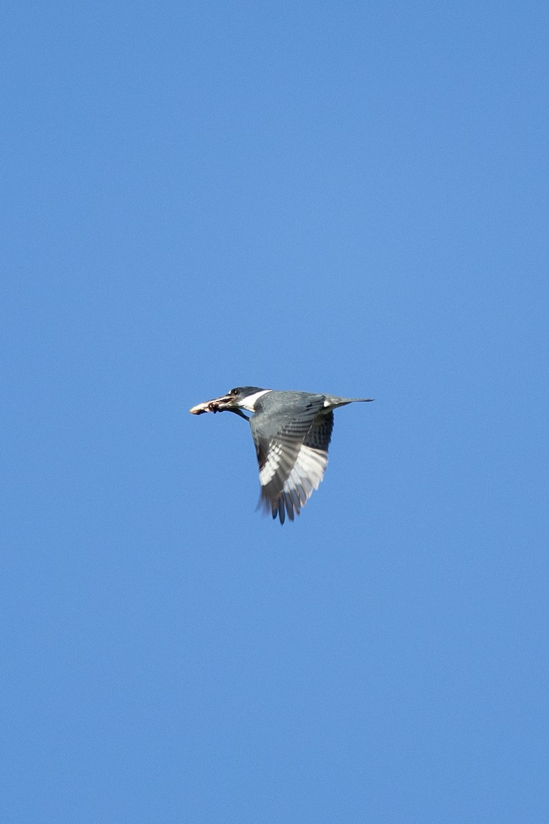 Belted Kingfisher - ML619552565
