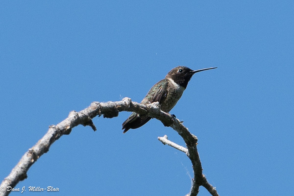 Black-chinned Hummingbird - ML619552593