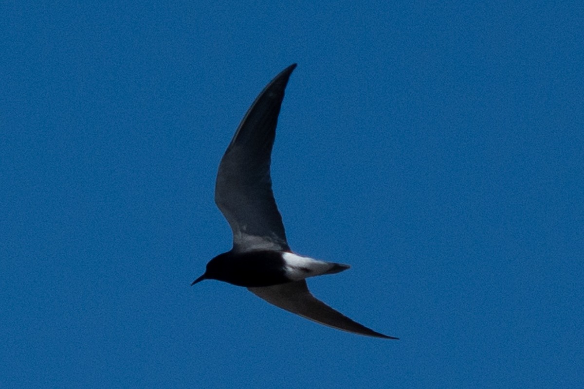 Black Tern - ML619552607