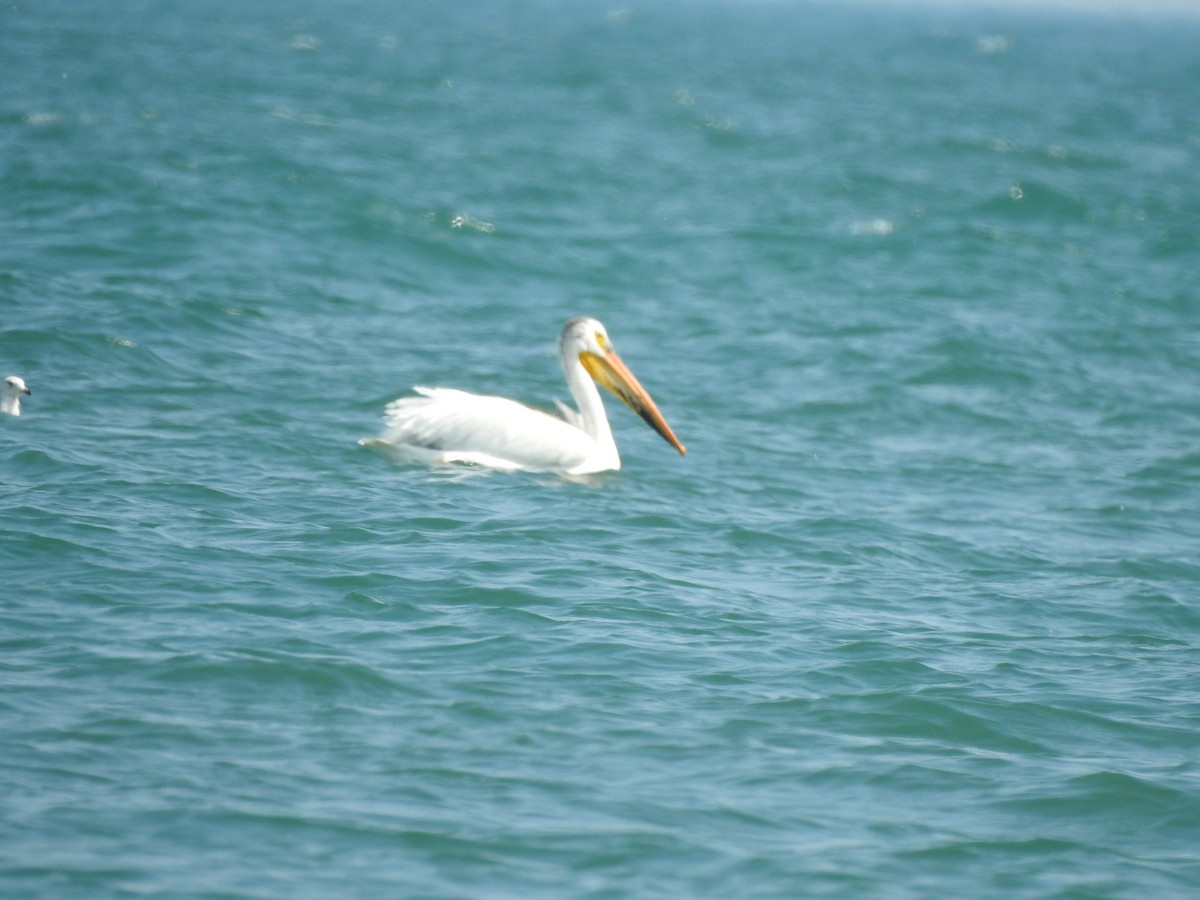 American White Pelican - ML619552615