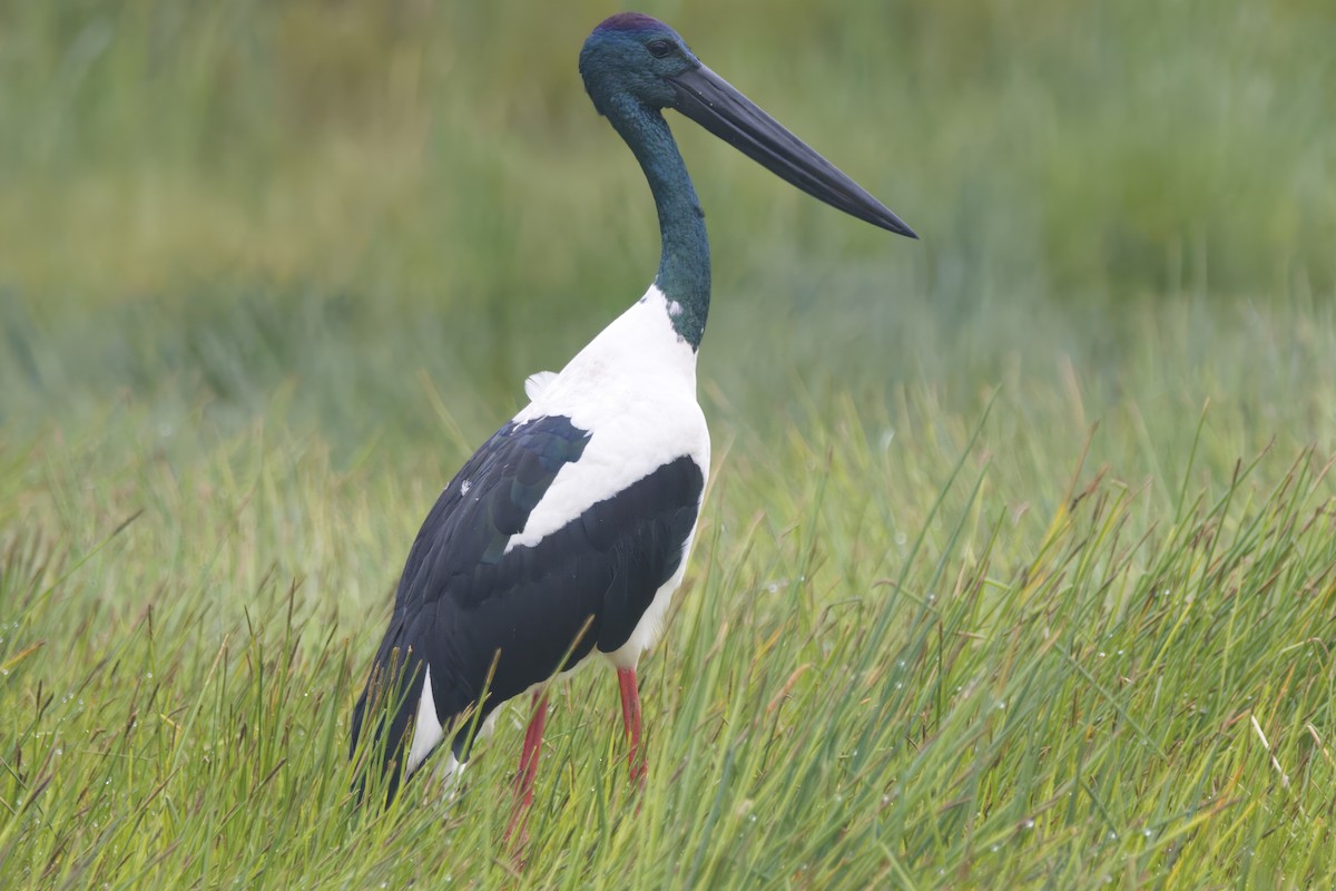 Black-necked Stork - ML619552619