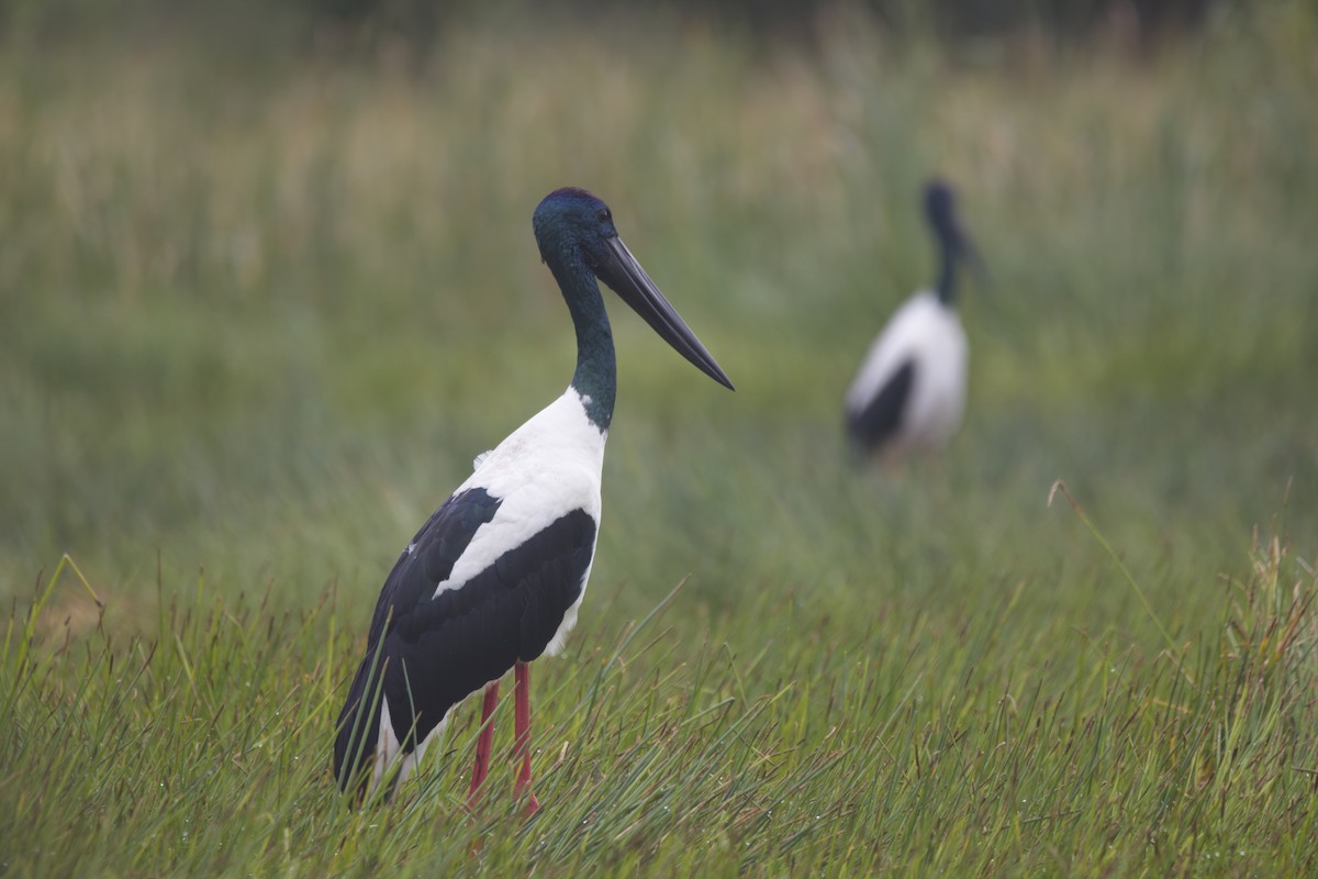 Black-necked Stork - ML619552621