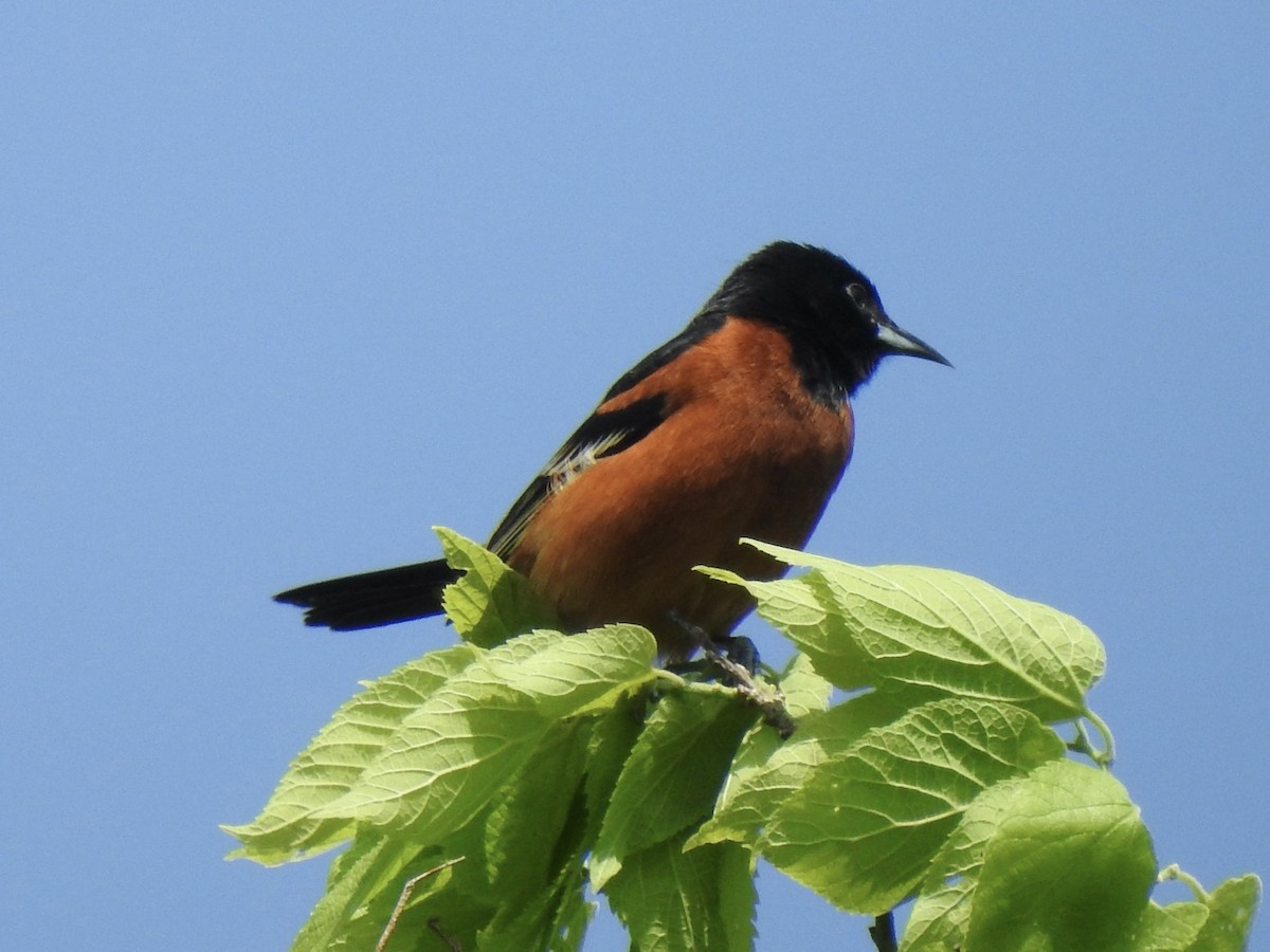 Orchard Oriole - ML619552630