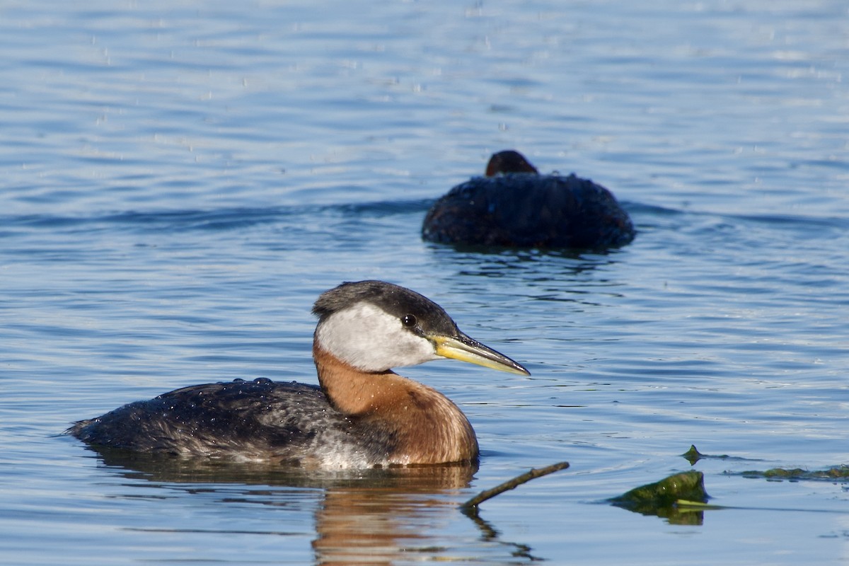 Red-necked Grebe - ML619552640