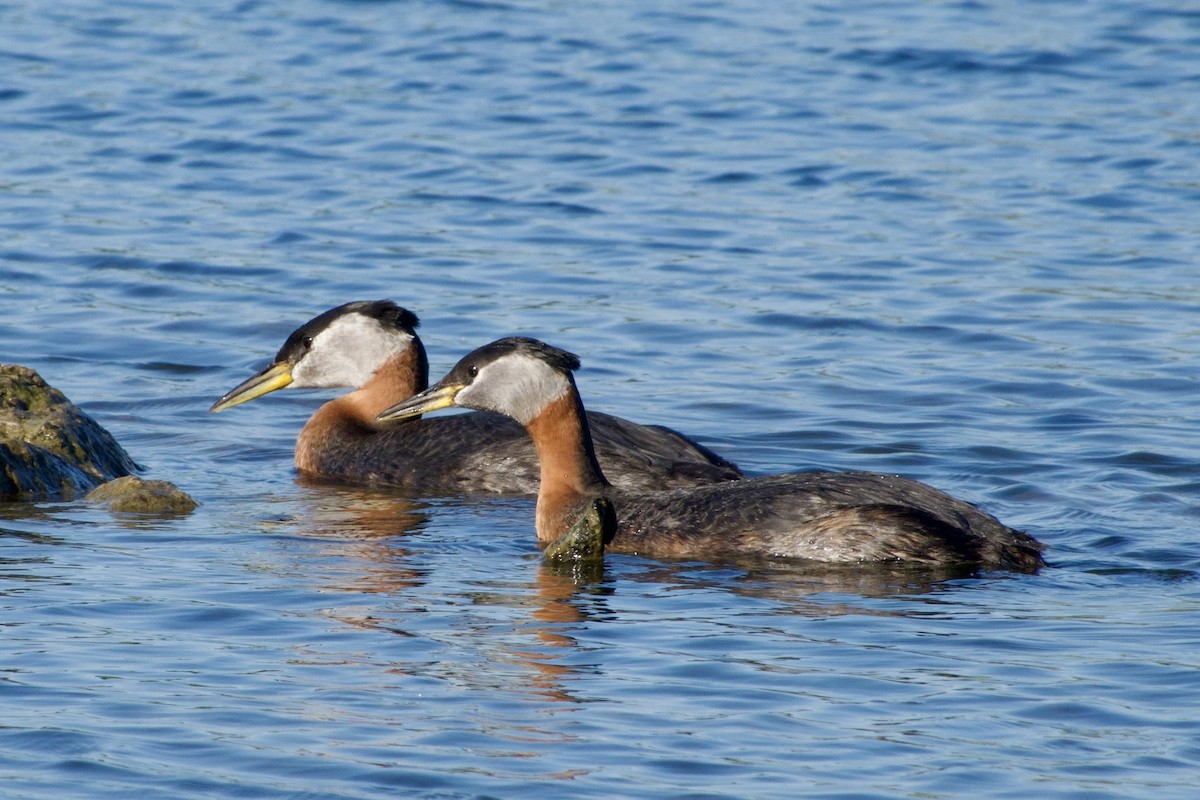 Red-necked Grebe - ML619552641