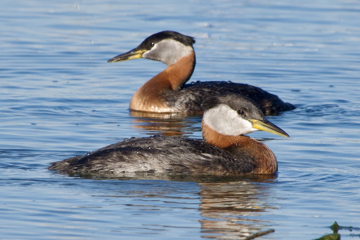 Red-necked Grebe - ML619552642