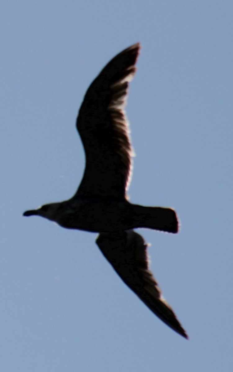 Herring Gull (American) - ML619552741