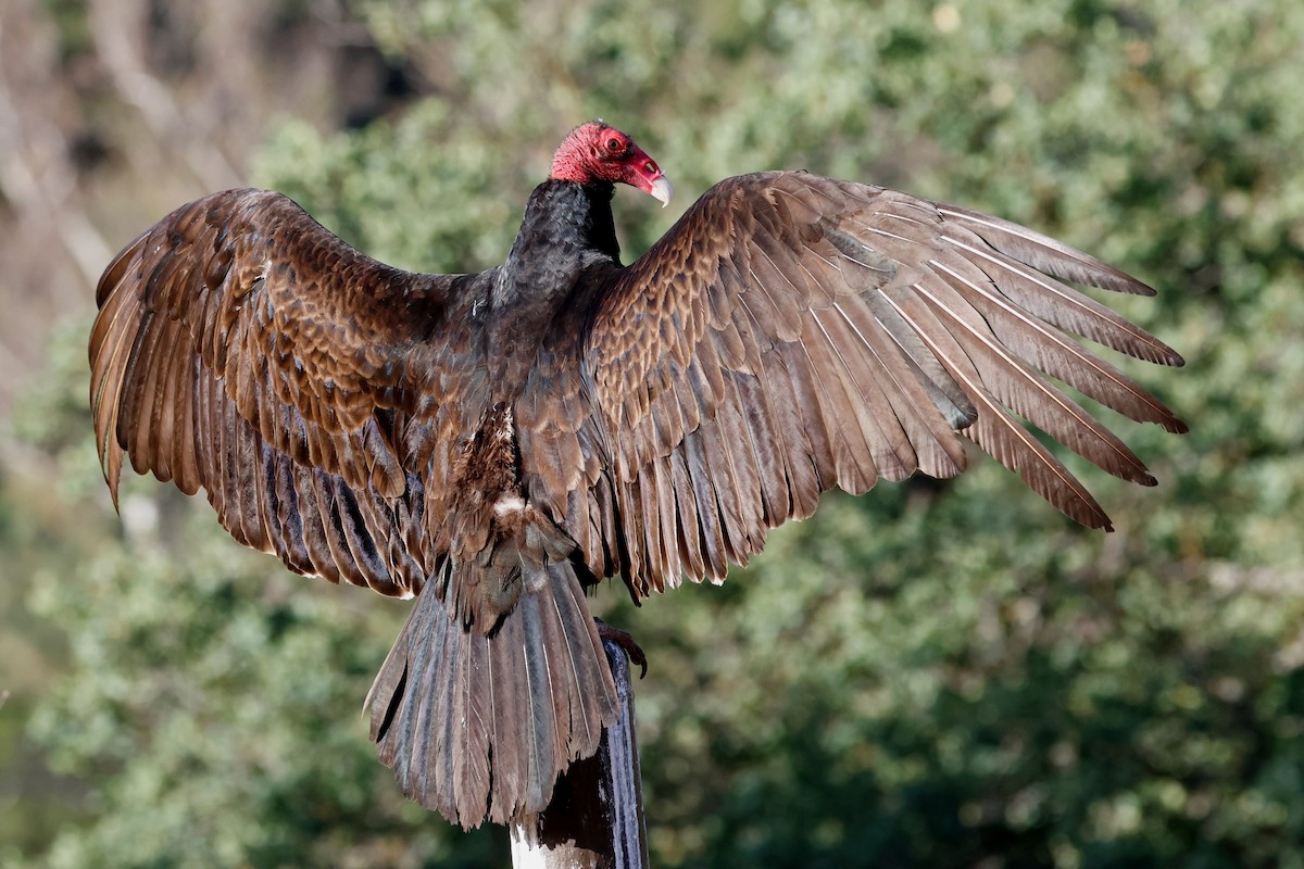 Turkey Vulture - ML619552744