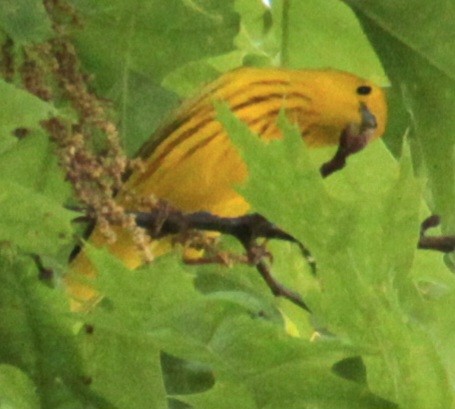 Yellow Warbler (Northern) - ML619552800