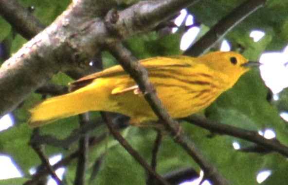 Yellow Warbler (Northern) - ML619552801
