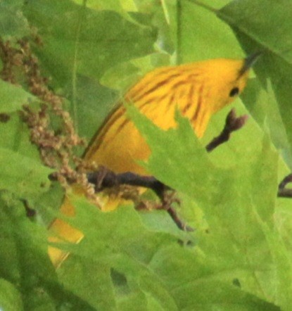 Yellow Warbler (Northern) - ML619552803