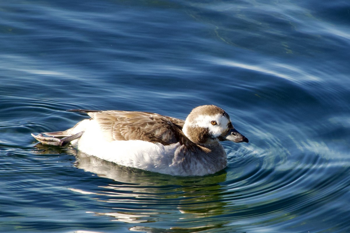 Long-tailed Duck - ML619552806