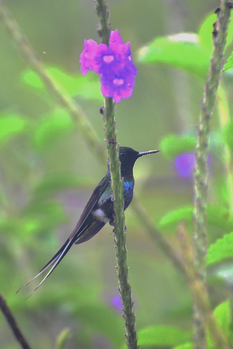 kolibřík trnoocasý - ML619552810