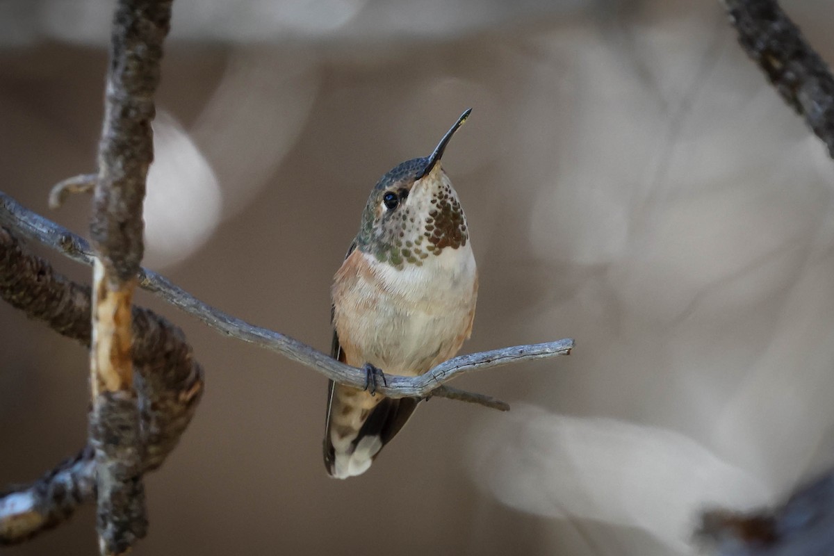 Calliope Hummingbird - ML619552825