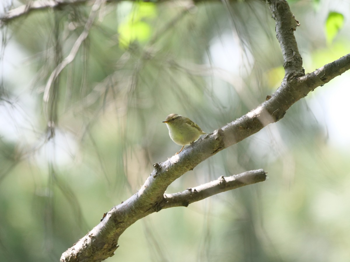 Hume's Warbler - ML619552831
