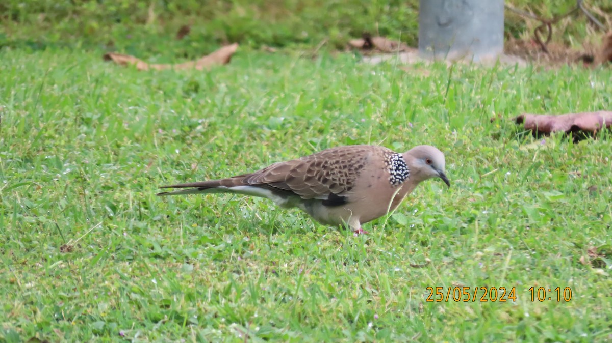 Spotted Dove - ML619552842