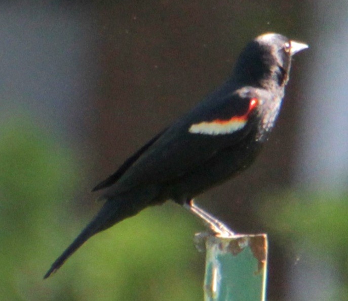 Red-winged Blackbird (Red-winged) - ML619552846