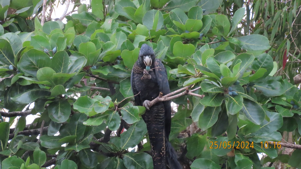Red-tailed Black-Cockatoo - ML619552856