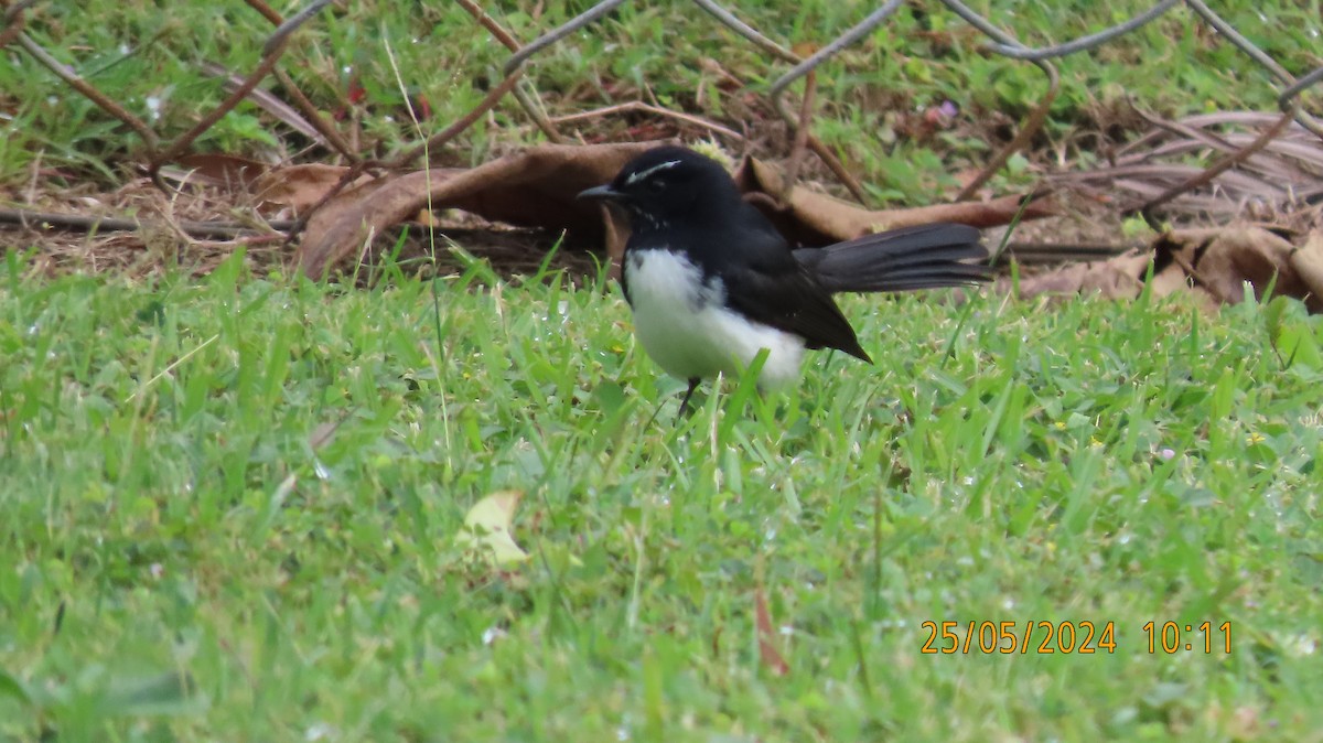 Willie-wagtail - ML619552866