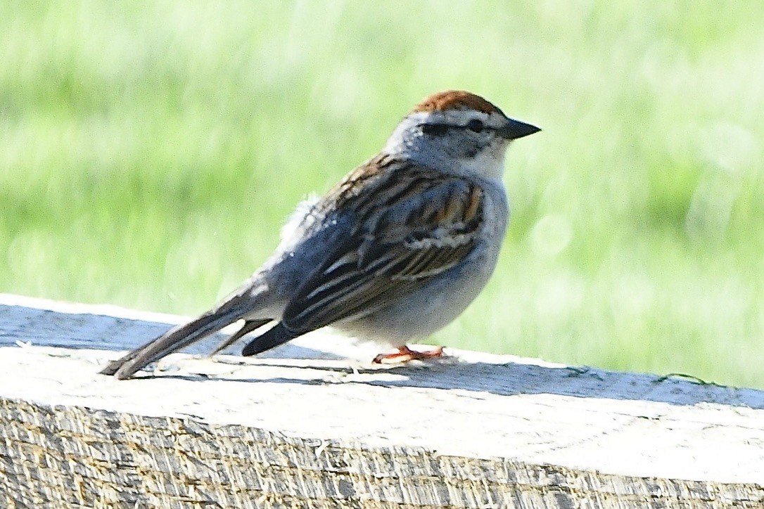 Chipping Sparrow - ML619552901