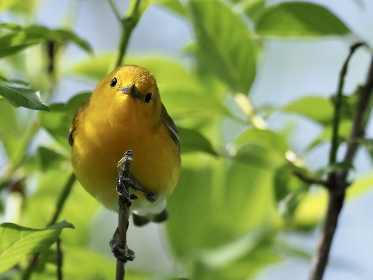 Prothonotary Warbler - ML619552904