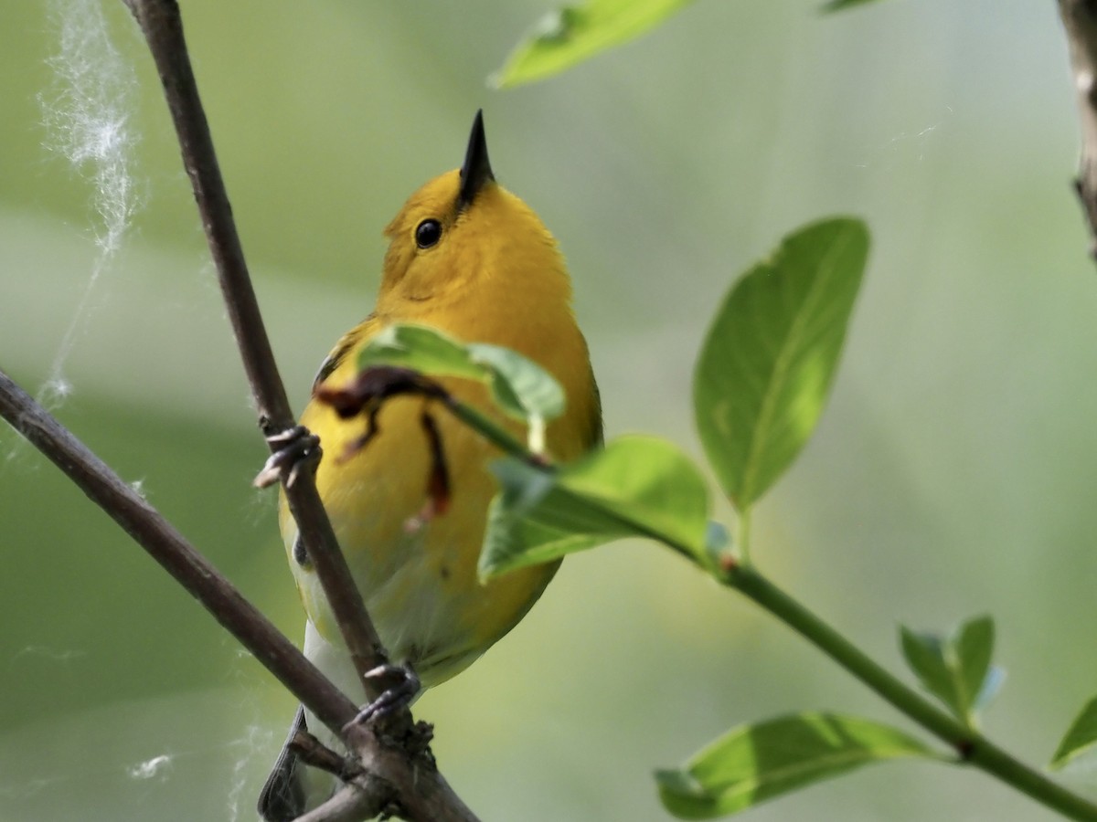 Prothonotary Warbler - ML619552906