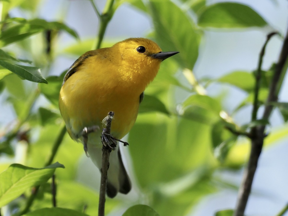 Prothonotary Warbler - ML619552907